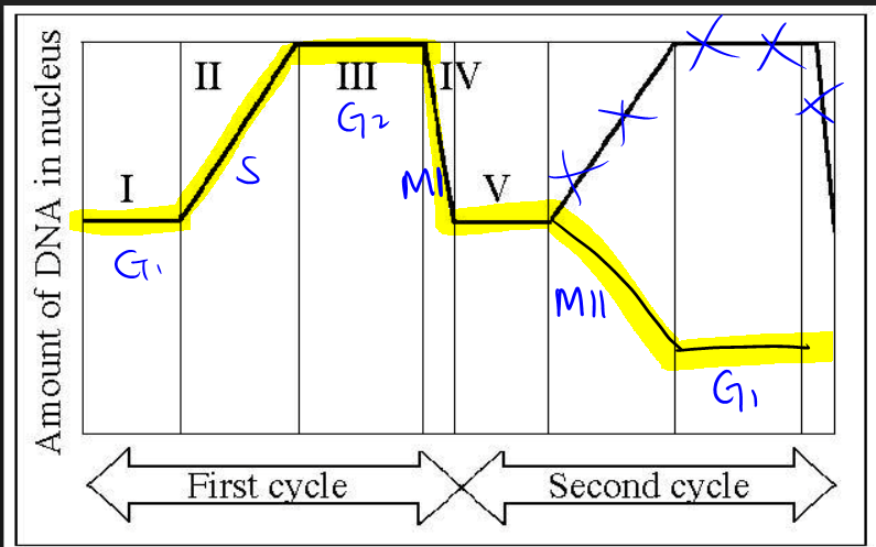 meiosis.PNG